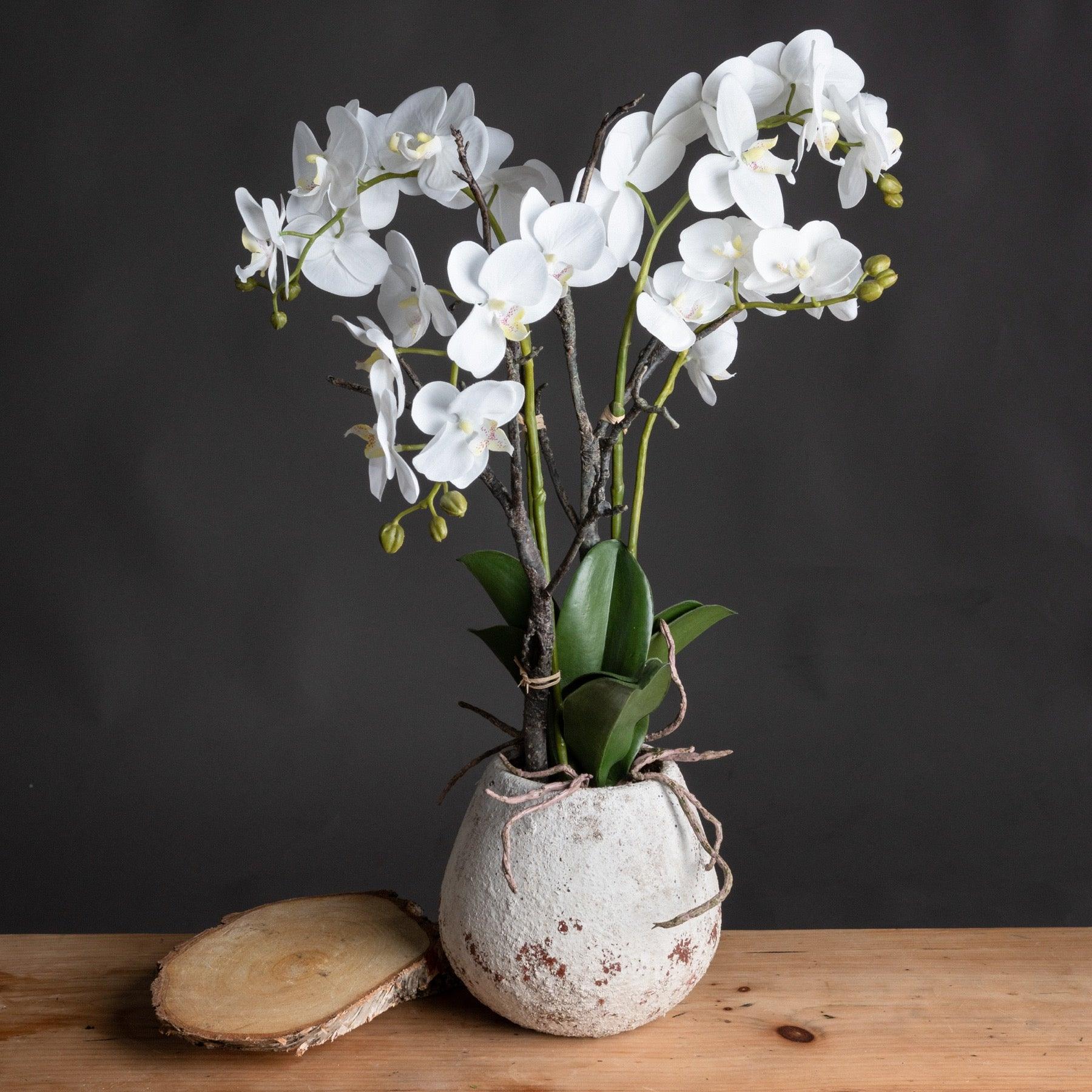 White Orchid In Stone Pot - Charming Spaces