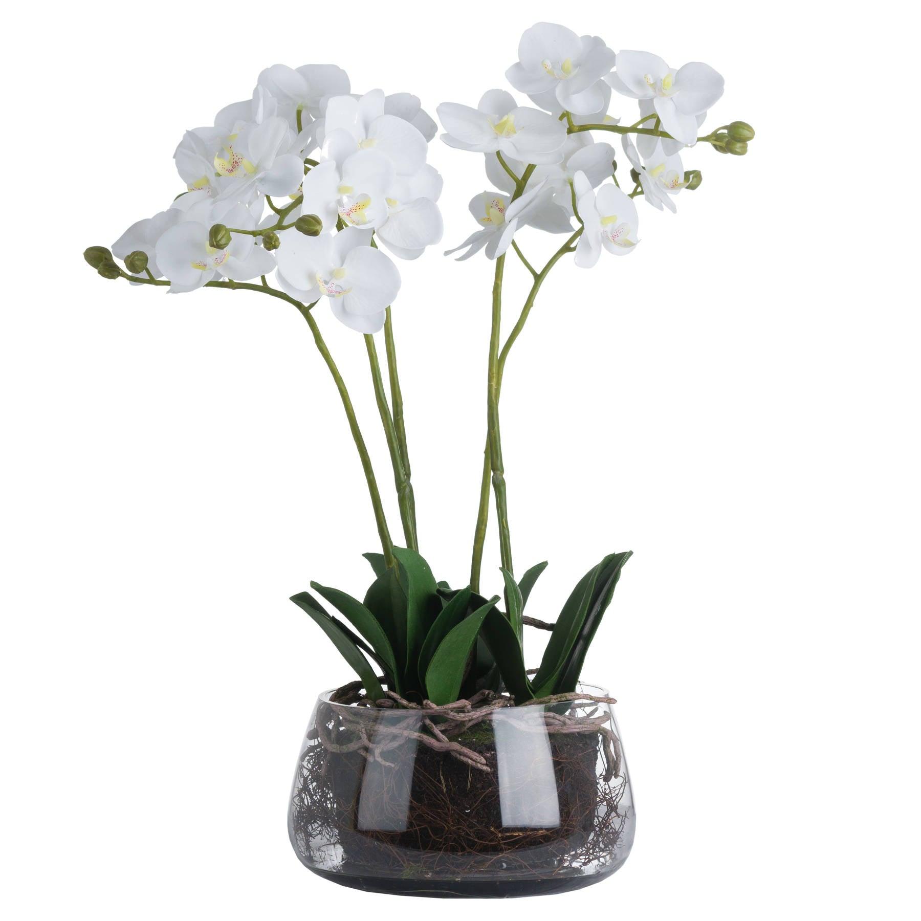White Orchid In Glass Pot - Charming Spaces