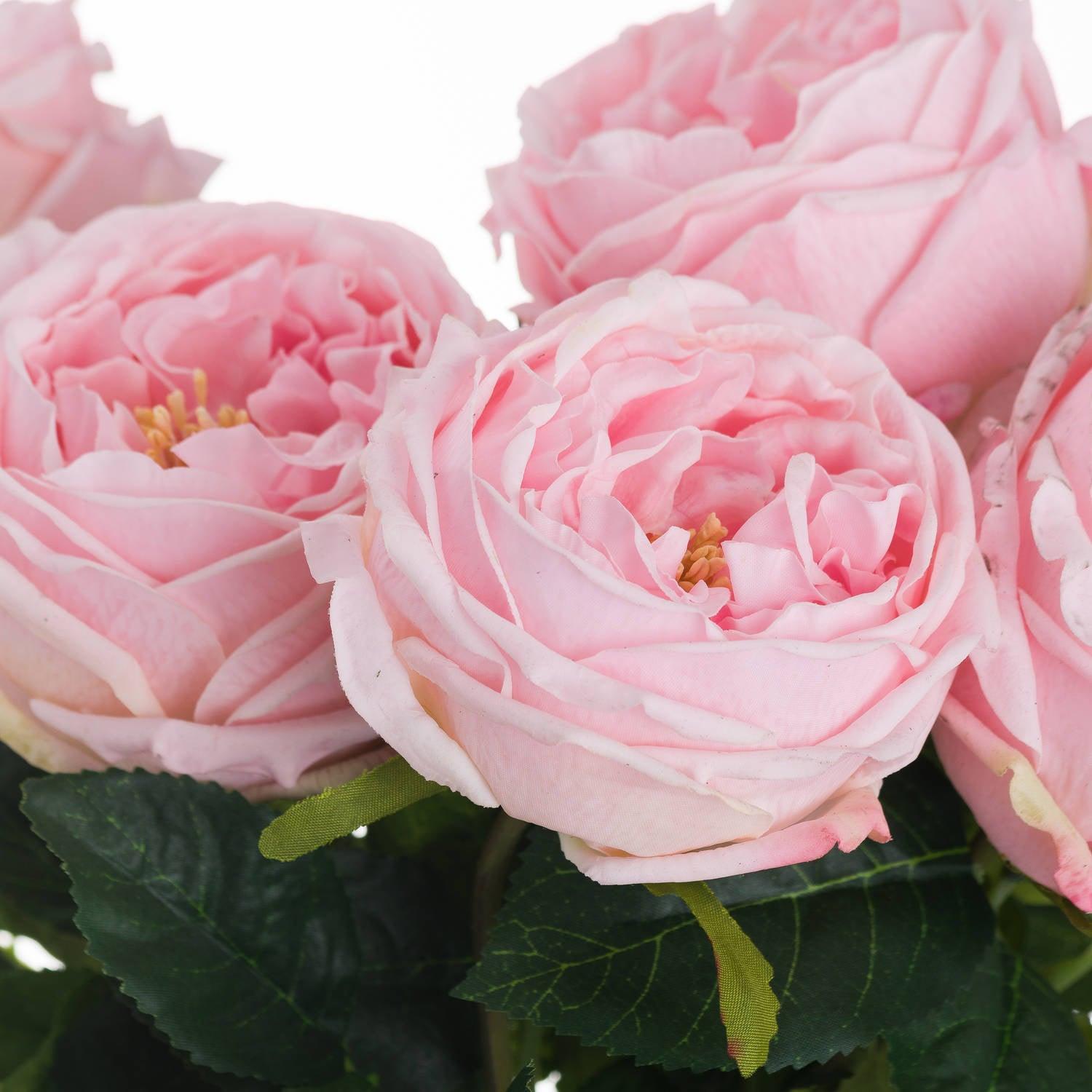 Pastel Pink Portland Rose - Charming Spaces